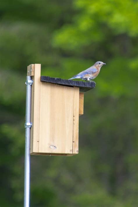 metal poles for bluebird houses|bluebird houses anchored by pole.